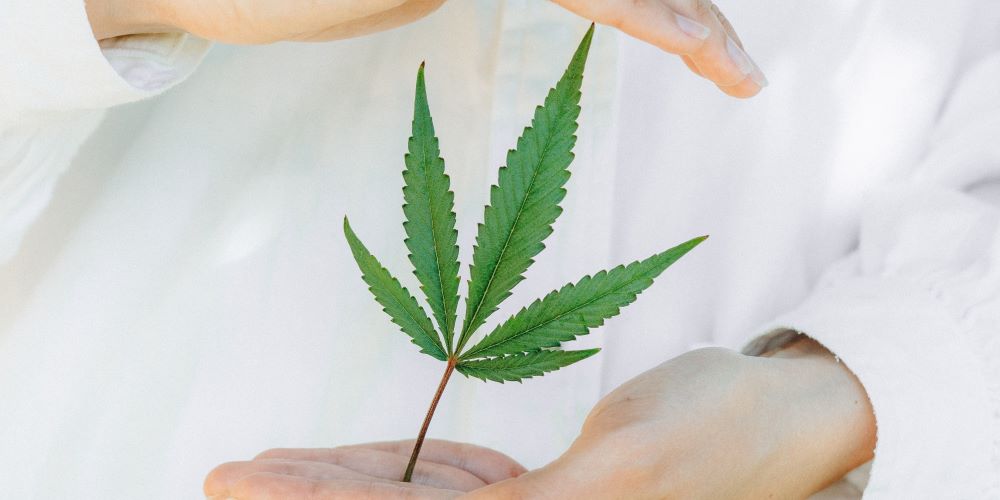 Hanf/Cannabis: Eine Pflanze mit vielfältigen Anwendungen