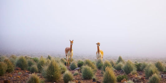 Bild zeigt zwei Lamas im Nebel
