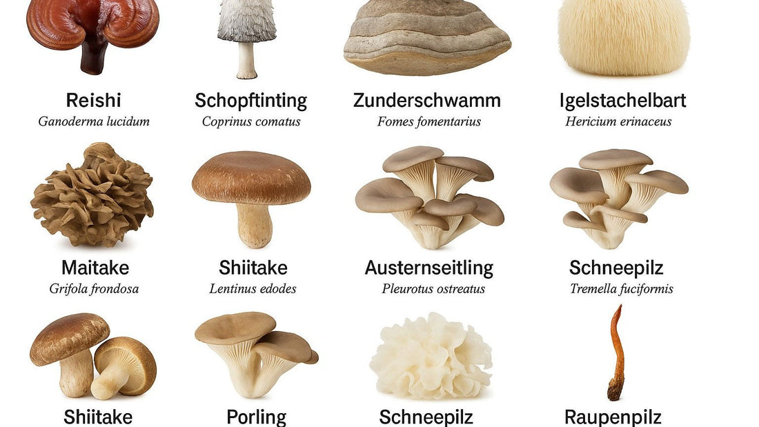 Vitalpilze  - wissenschaftlich & traditionell erklärt