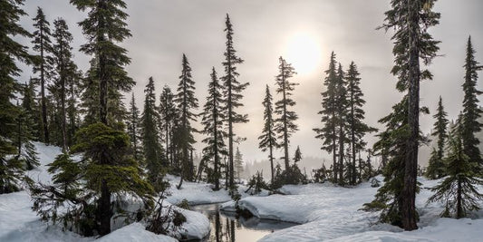 Winter Wonderland mit verschneiter Landschaft
