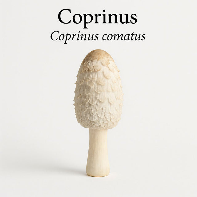 Biologisch Coprinusextract