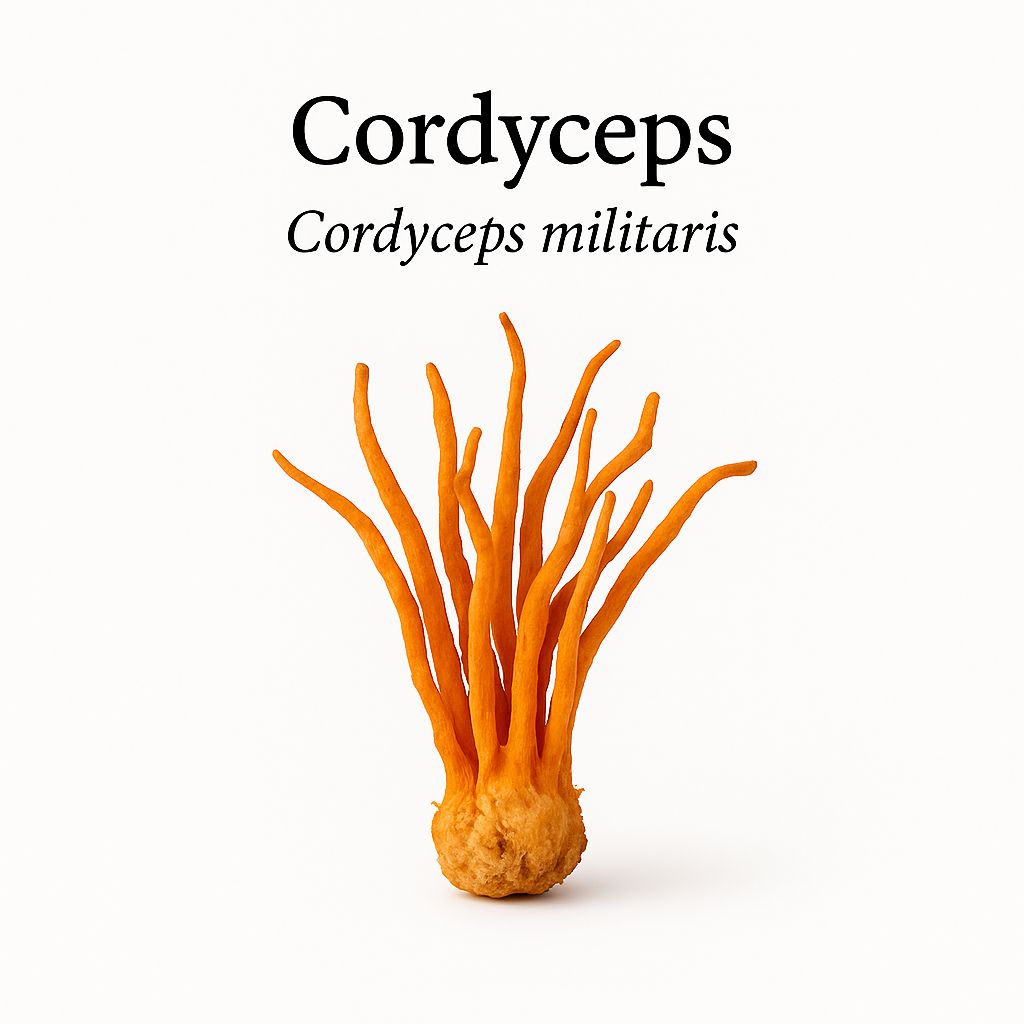 Bio extrakt z cordycepsu