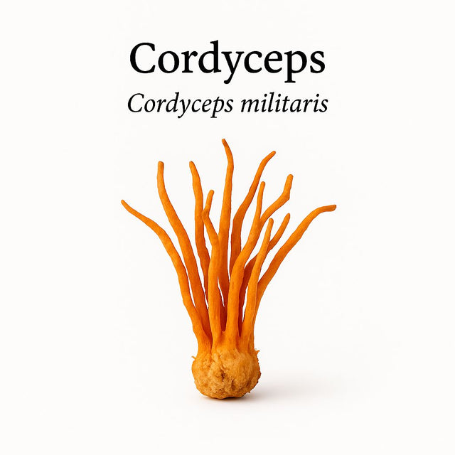 Biologisch Cordyceps extract