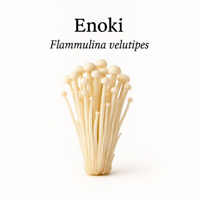 Enoki-extract
