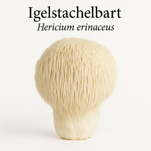Biologisch Hericium-extract