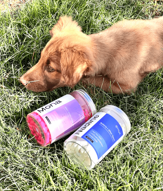 Hund liegt neben zwei indyvit im Gras