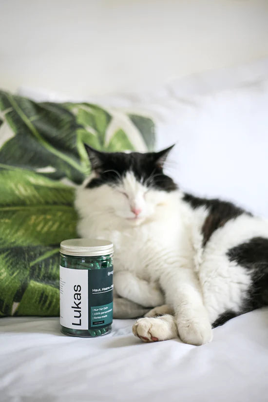 indyvit neben einer schlafenden Katze
