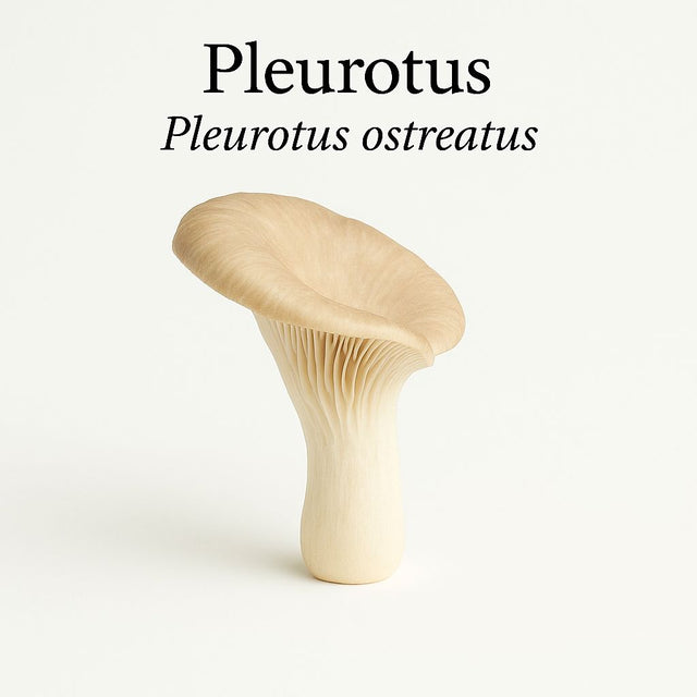 Biologisch Pleurotus-extract