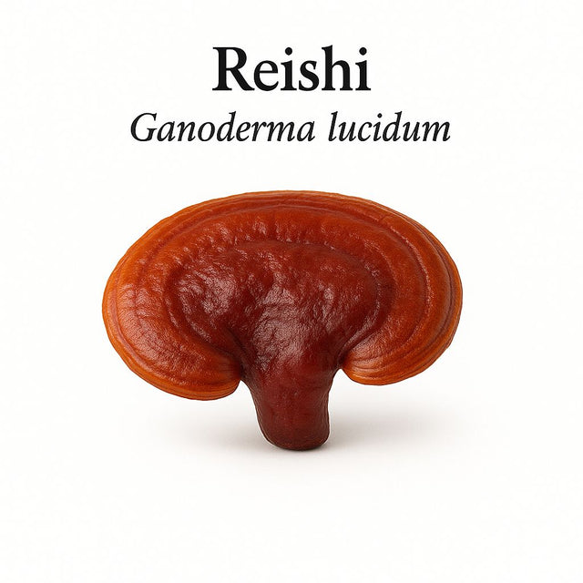 Biologisch Reishi extract