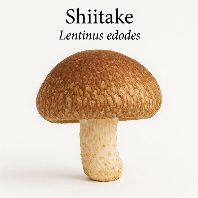 Biologisch shiitake-extract