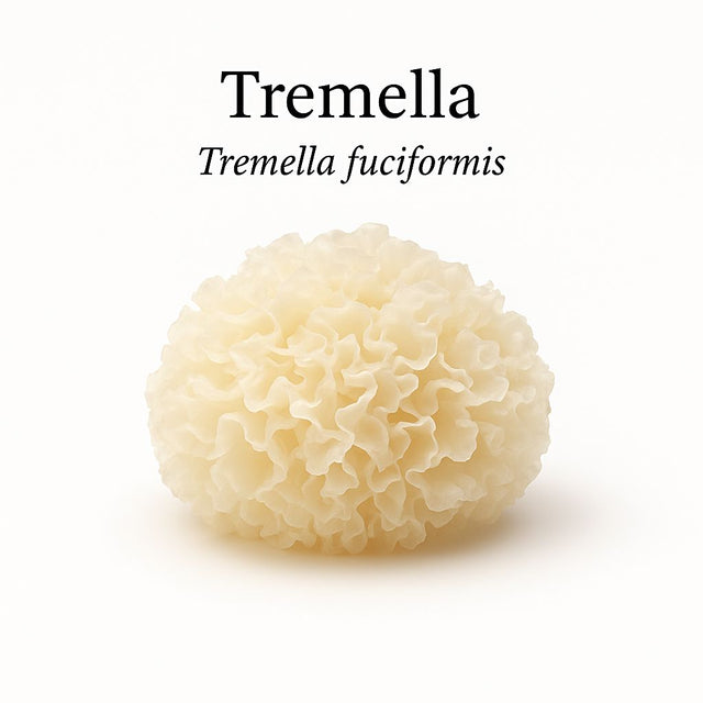 Biologisch Tremella Fuciformis-extract
