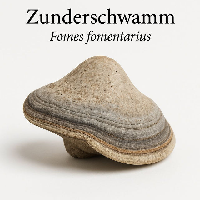 Biologisch Fomes Fomentarius-extract